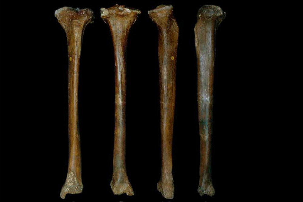 Elder bone. Большая берцовая кость трубчатая. Берцовая человеческая кость. Большая берцовая кость коровы.