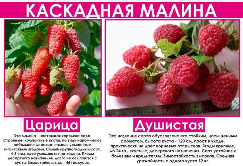 Сорта малины для ленинградской области с фото и описанием