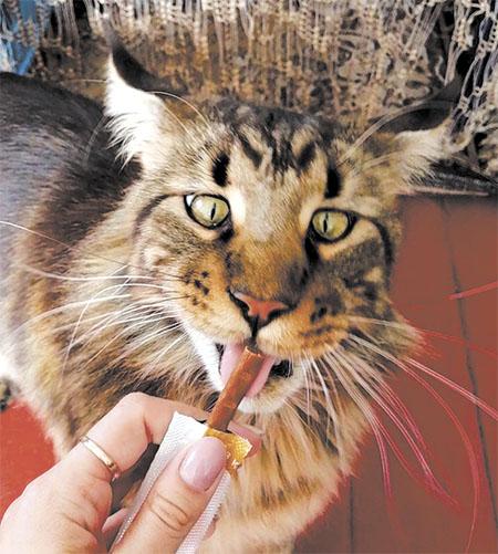 Фото Приручить, побаловать, сделать счастливой: 5 мифов о правилах питания и секреты лакомств для кошек 8