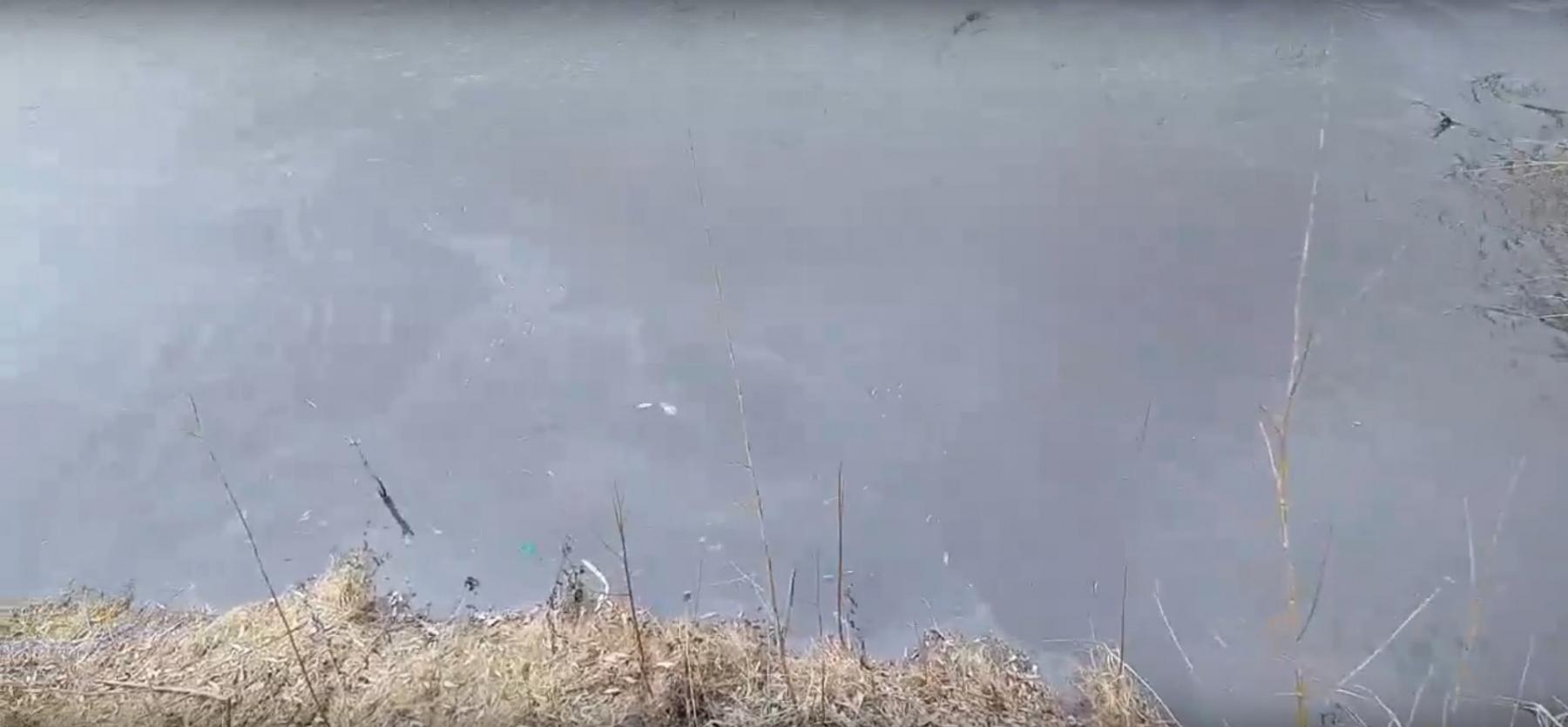 Фото Новосибирцы сообщают об очередном сбросе яда в реку Тулу 2
