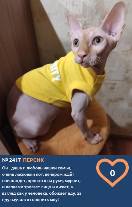 Фото Лысые участники конкурса «Главный котик Новосибирска»: зачем сибиряки заводят экзотических сфинксов 6
