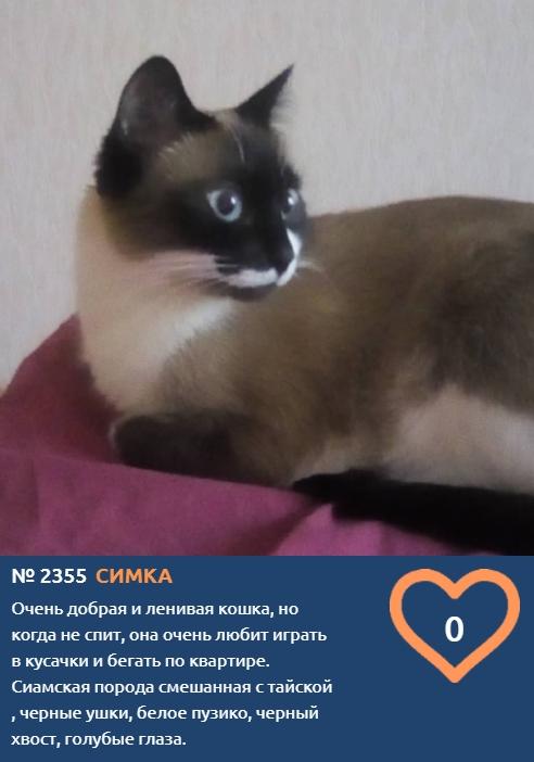 Фото Сиамские кошки самые популярные в мире: знакомимся с голосистыми и своенравными участниками конкурса «Главный котик Новосибирска-2021» 6