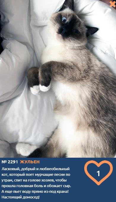 Фото Сиамские кошки самые популярные в мире: знакомимся с голосистыми и своенравными участниками конкурса «Главный котик Новосибирска-2021» 8