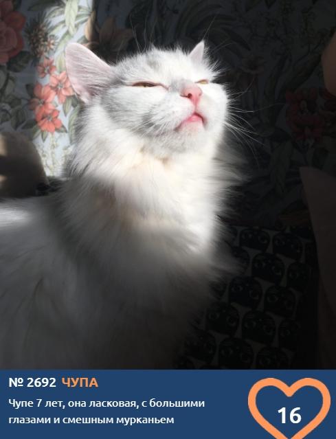 Фото «Главный котик Новосибирска-2021»: цвет кошки способен привлечь в дом удачу и деньги 6