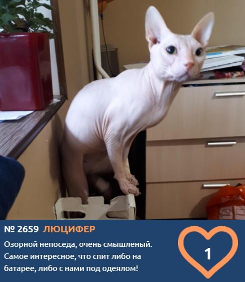 Фото «Главный котик Новосибирска-2021»: цвет кошки способен привлечь в дом удачу и деньги 11