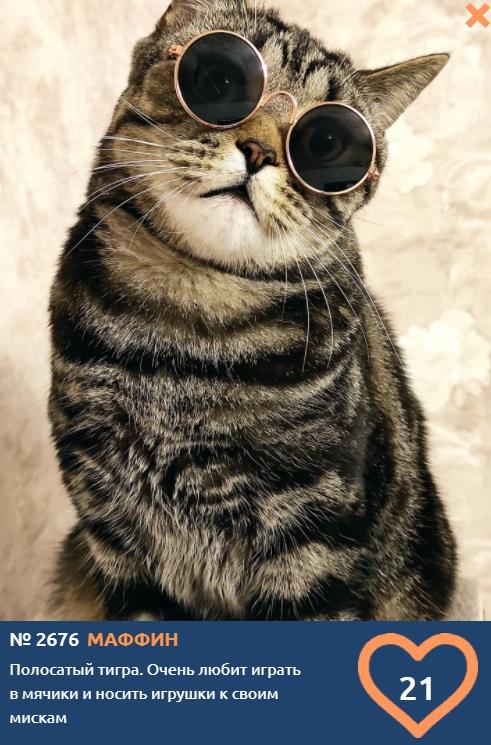 Фото Кошка-‎космонавт, усатый философ и полосатый хипстер: кто лидирует в конкурсе «Главный котик Омска-2021» 5