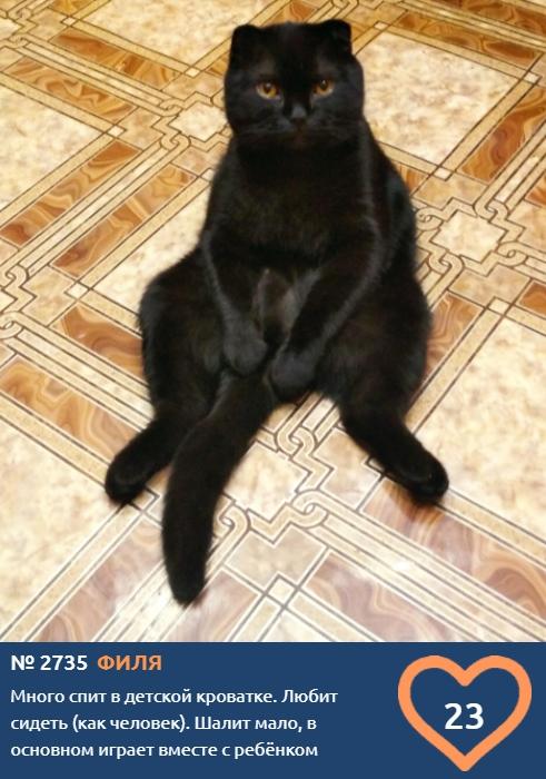 Фото «Главный котик Новосибирска-2021»: почему чёрные кошки приносят своим хозяевам счастье 8