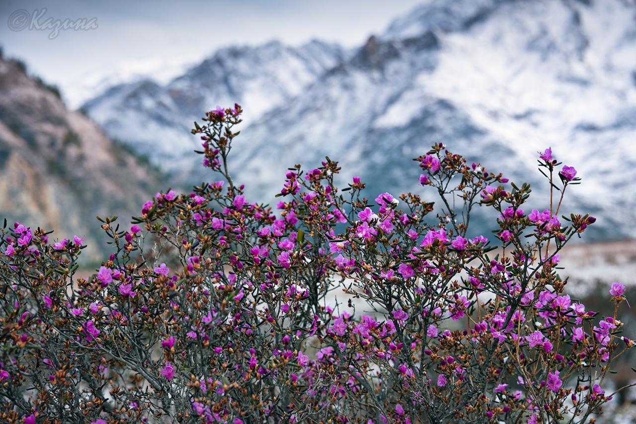 Фото Маральник расцвёл на Алтае: 5 фото нежных цветов с заснеженных гор 2