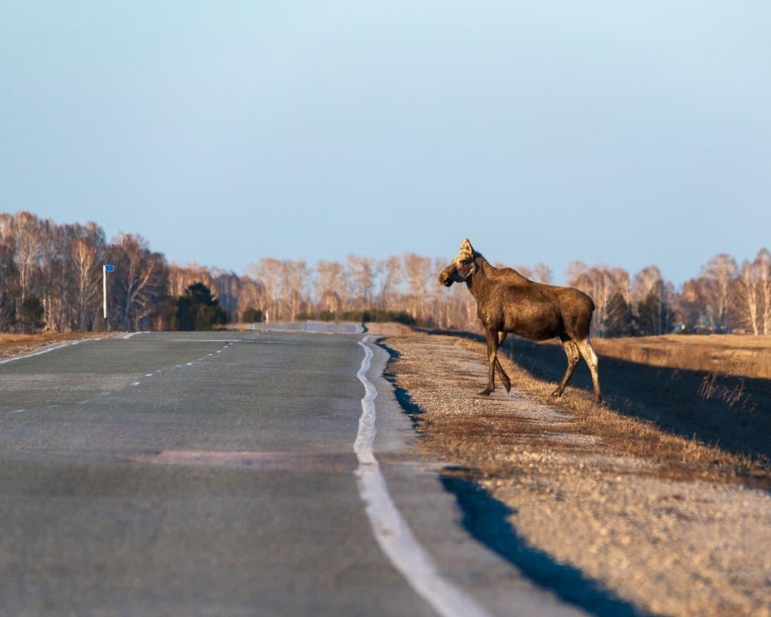 Фото Лосиха с лосёнком вышли на дорогу под Новосибирском 4