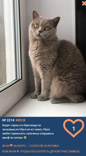 Фото «Из окна видна даль»: участники конкурса «Главный котик Новосибирска» ждут весну 4