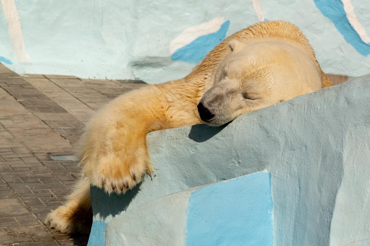 Фото Пошла жара: животные Новосибирского зоопарка принимают солнечные ванны - 13 умилительных кадров 8
