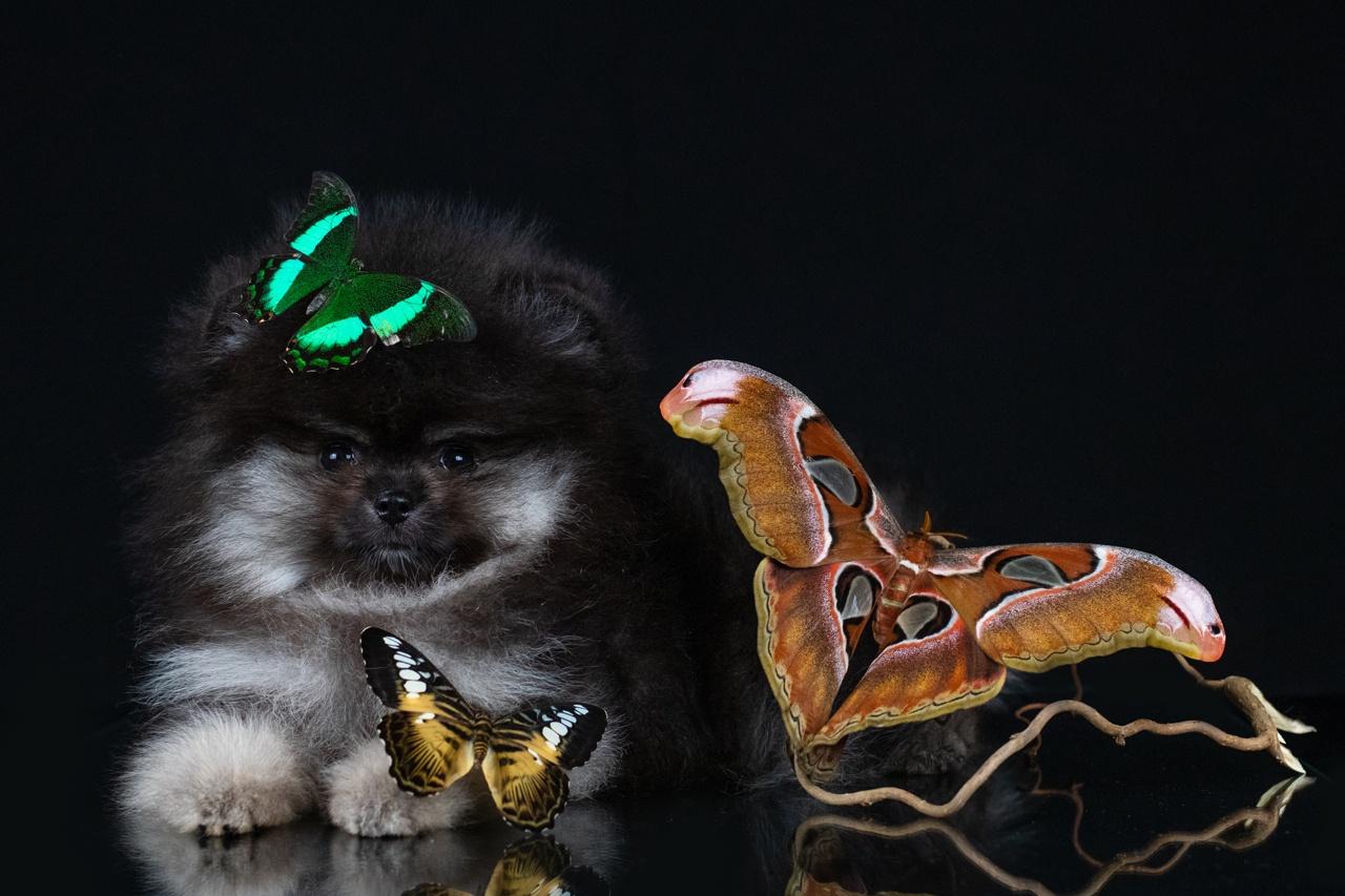 Фото Фотограф из Новосибирска сняла щенков шпица с гигантскими бабочками 7
