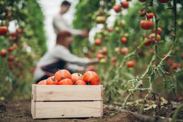 Фото Урожайная бомба: огородники раскрыли сильнейшую молитву на рассаду перцев и помидор 2