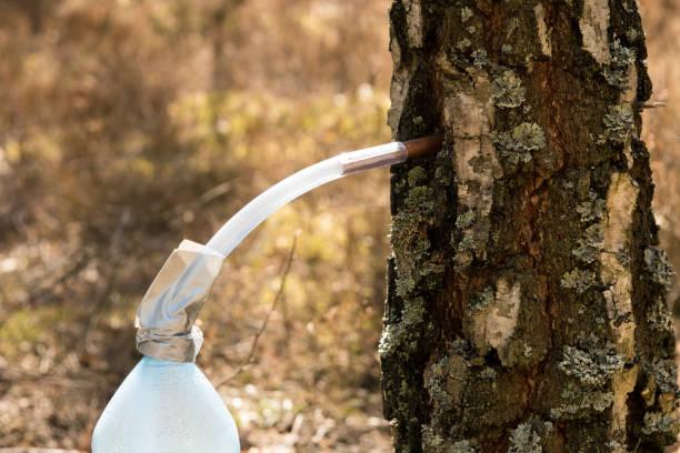 Фото Как правильно собирать берёзовый сок: назван простой способ добычи целебного напитка без вреда для деревьев 5