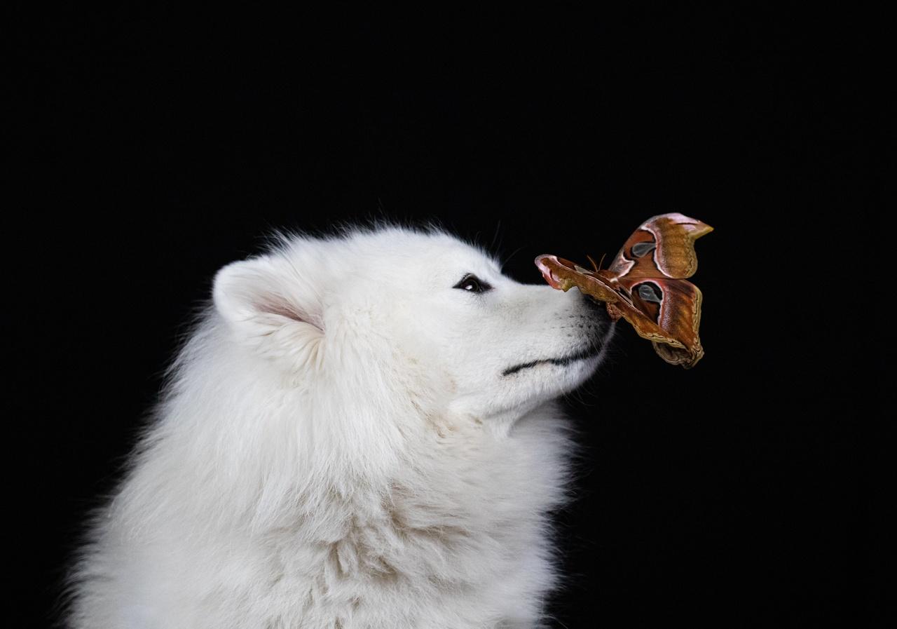 Фото Фотограф из Новосибирска сняла щенков шпица с гигантскими бабочками 3