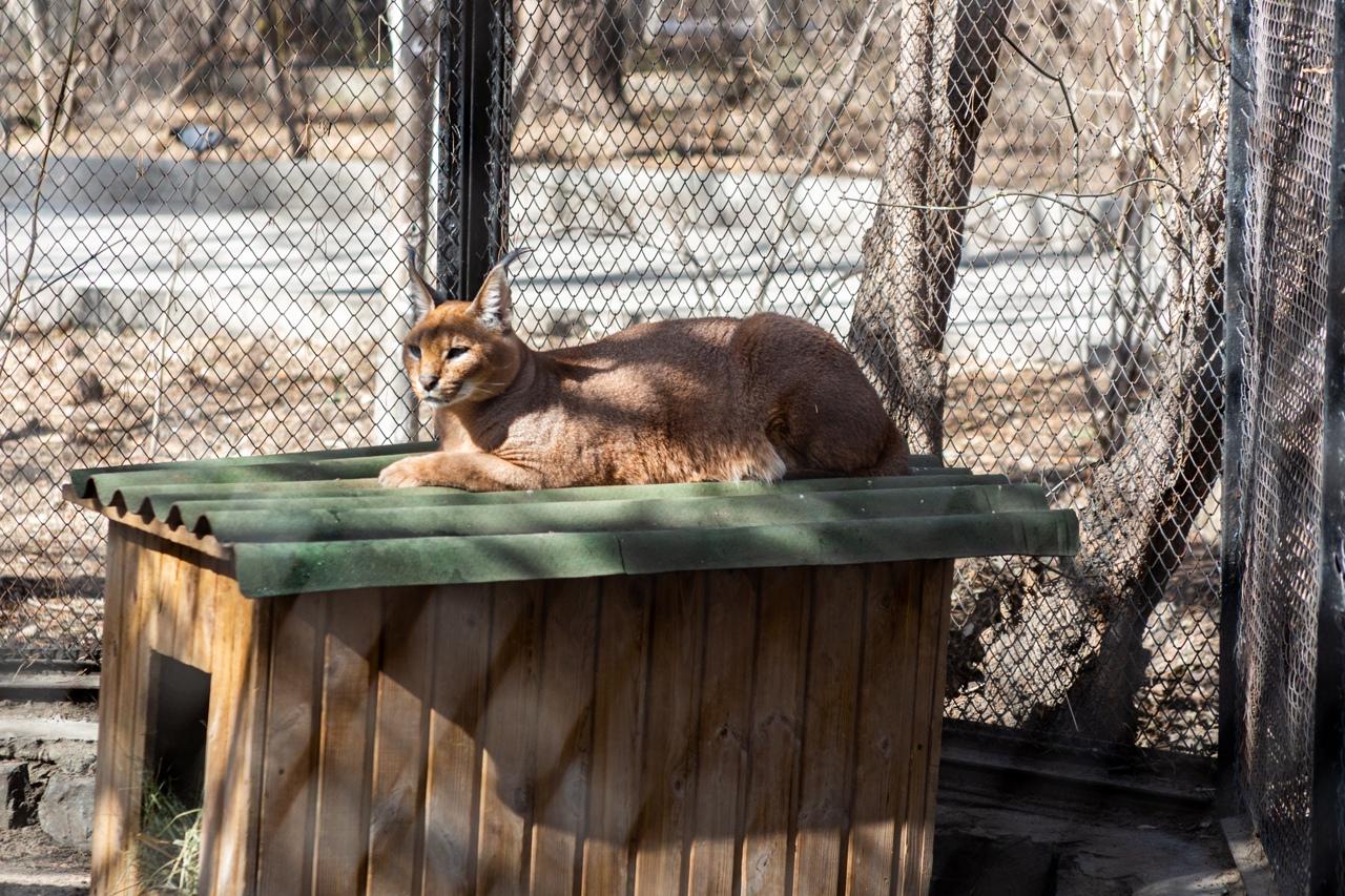Фото Пошла жара: животные Новосибирского зоопарка принимают солнечные ванны - 13 умилительных кадров 2