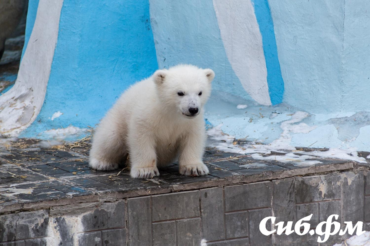 Фото Опубликованы 15 фото белых медвежат Герды из Новосибирского зоопарка 14