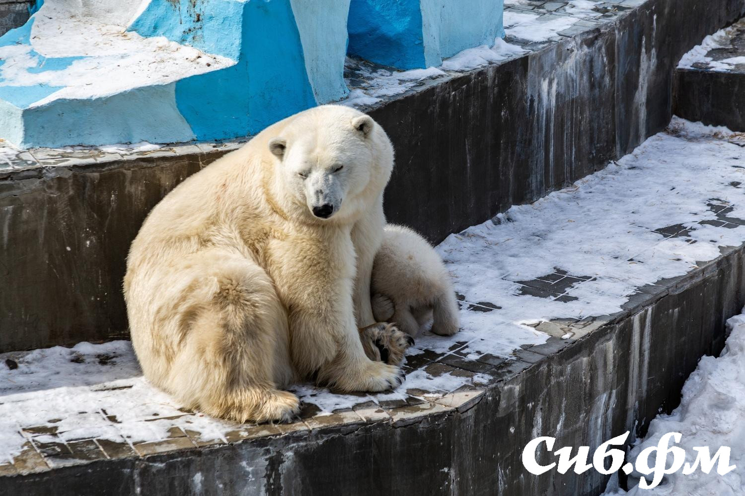 Фото Опубликованы 15 фото белых медвежат Герды из Новосибирского зоопарка 9