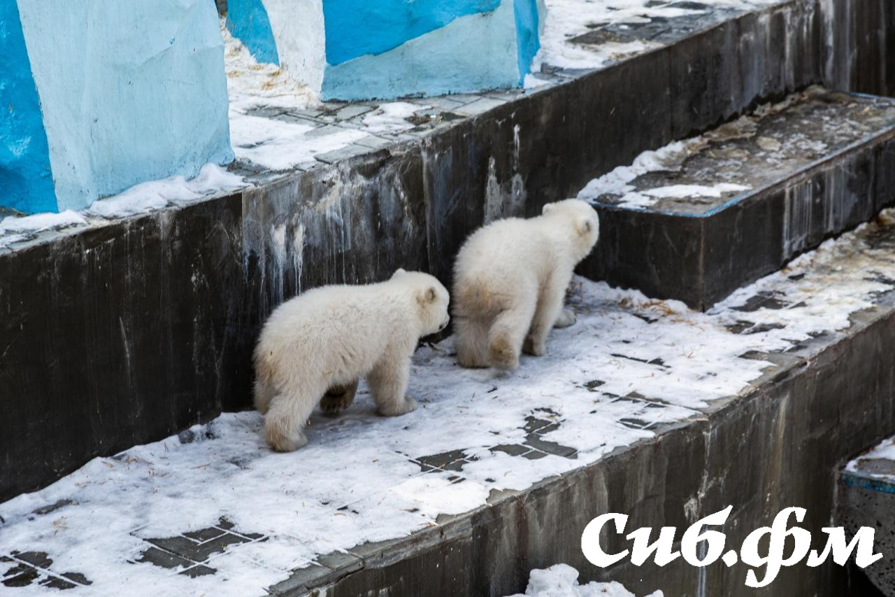 Фото Опубликованы 15 фото белых медвежат Герды из Новосибирского зоопарка 8