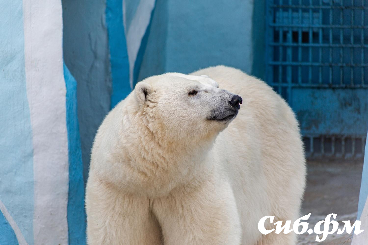 Фото Опубликованы 15 фото белых медвежат Герды из Новосибирского зоопарка 7