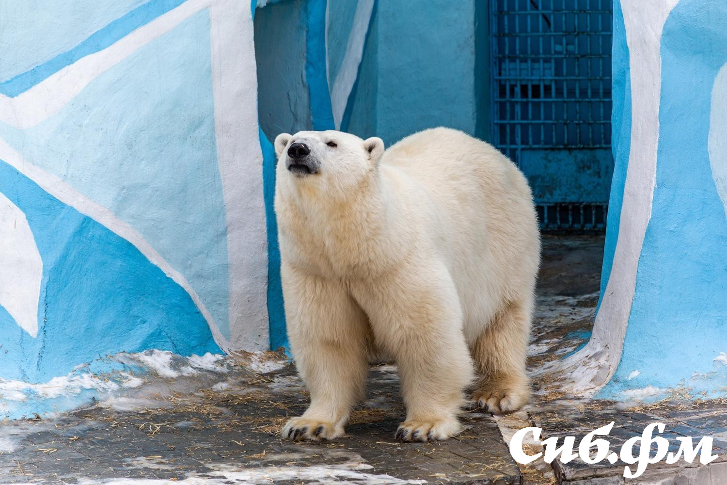 Фото Опубликованы 15 фото белых медвежат Герды из Новосибирского зоопарка 6