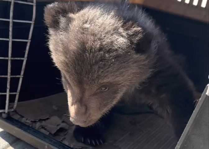 Фото Жители Новосибирской области нашли трёхмесячного медвежонка 2