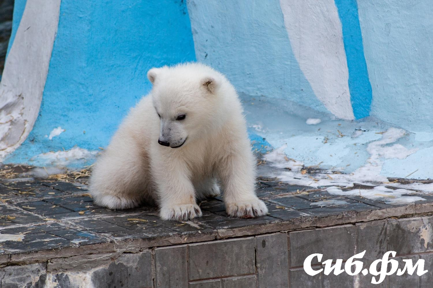 Фото Опубликованы 15 фото белых медвежат Герды из Новосибирского зоопарка 13