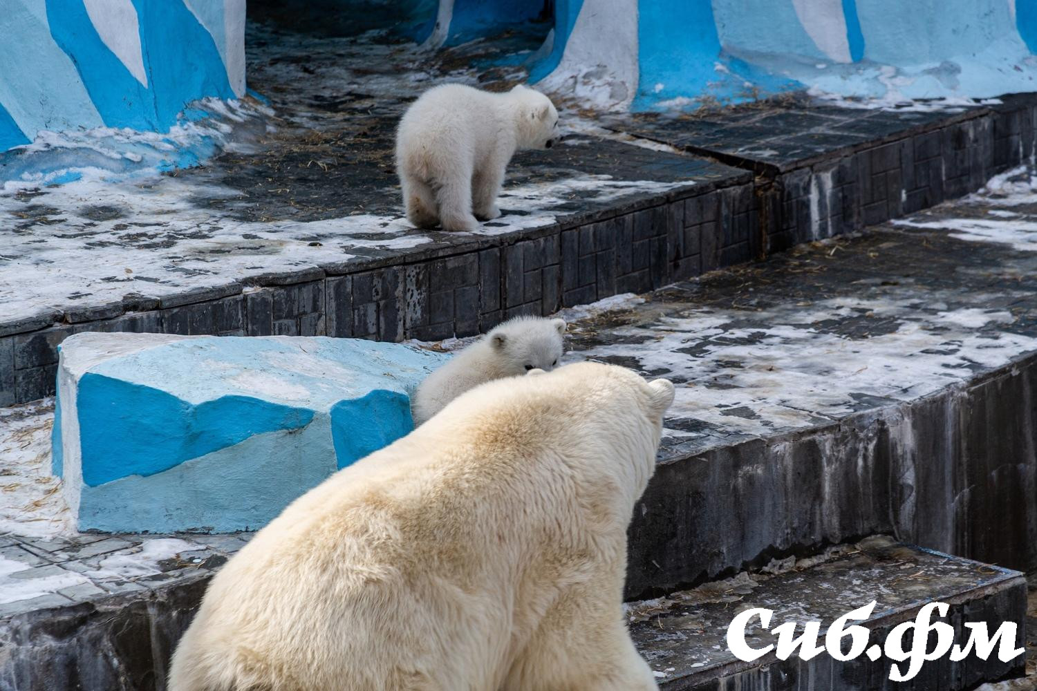 Фото Опубликованы 15 фото белых медвежат Герды из Новосибирского зоопарка 12