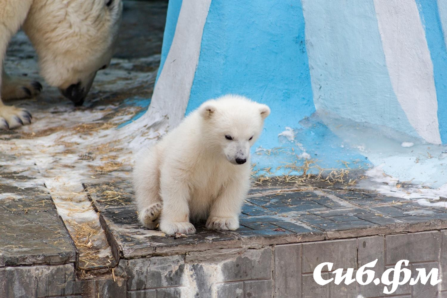 Фото Опубликованы 15 фото белых медвежат Герды из Новосибирского зоопарка 11