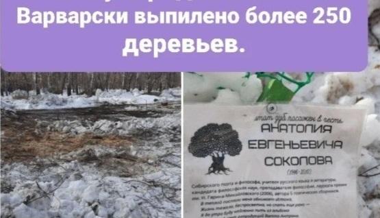 Фото В Новосибирске вице-мэр Терешкова объяснила вырубку деревьев в Берёзовой роще 2