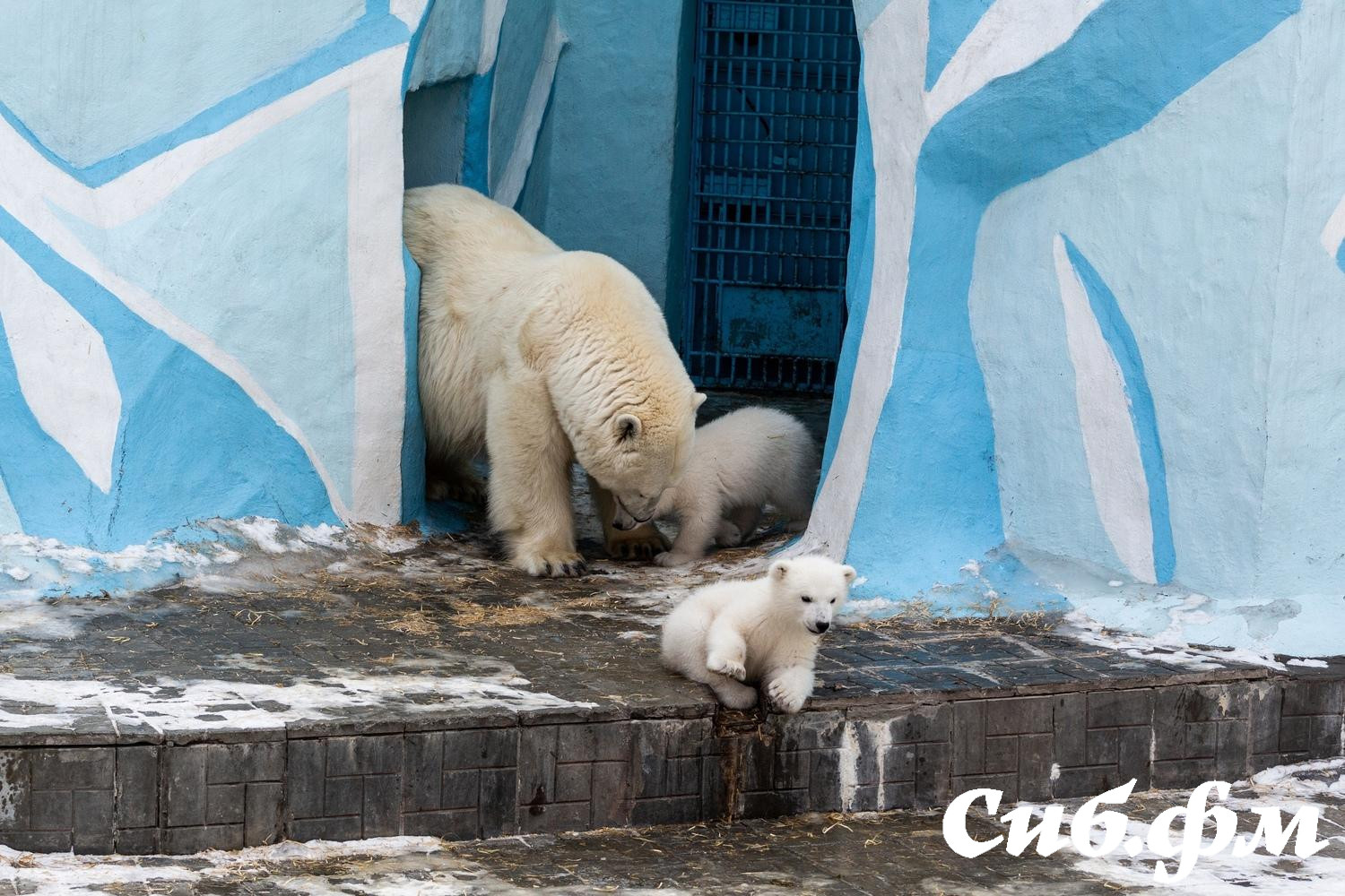 Фото Опубликованы 15 фото белых медвежат Герды из Новосибирского зоопарка 10