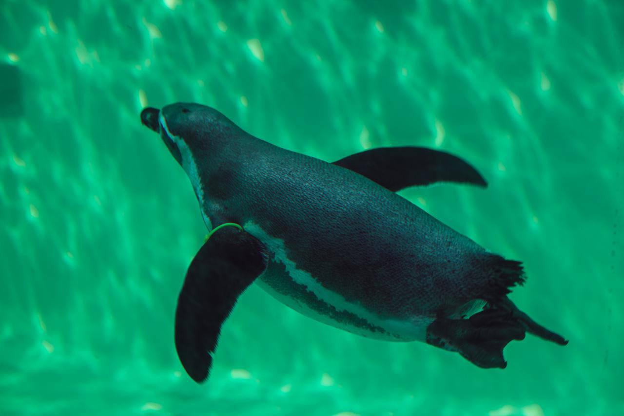 Фото В Новосибирском зоопарке выпустили в открытый вольер пингвинов Гумбольда 2