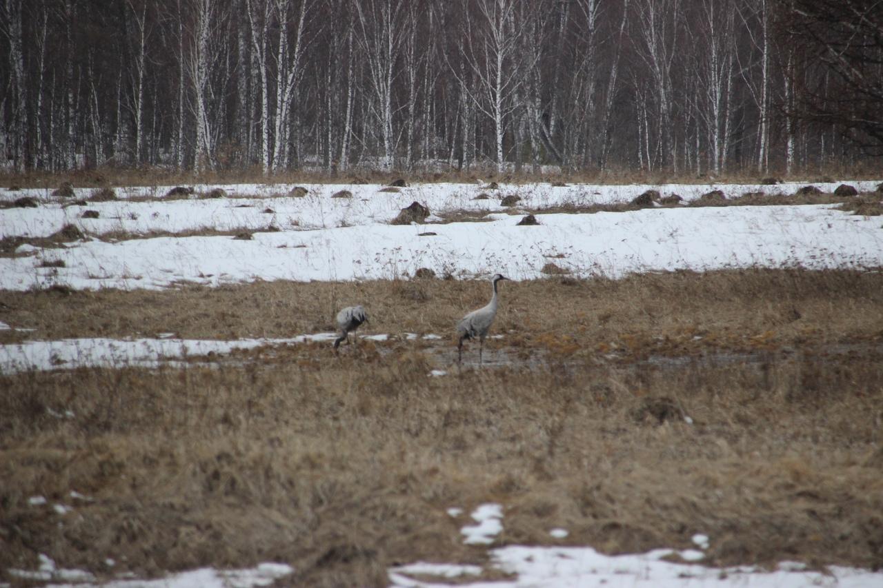 Фото В Новосибирскую область прилетели большие серые птицы 2