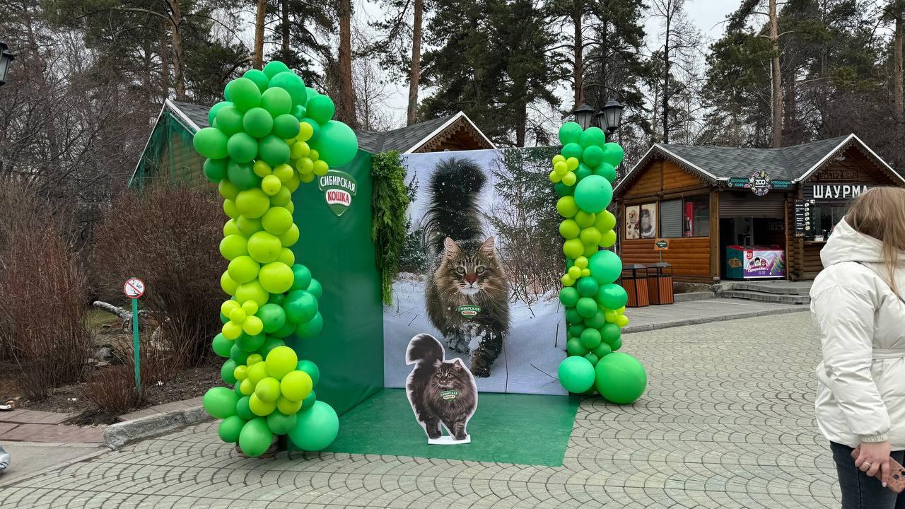 Фото Пушистые и задумчивые: фоторепортаж Дня манула в Новосибирском зоопарке 11