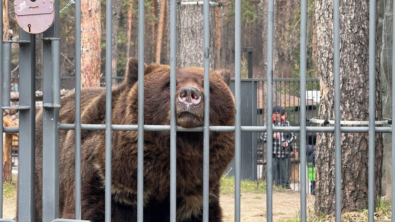 Фото Хитрая лиса, гордый тигр и сонные медведи: как звери встречают тёплые дни в Новосибирском зоопарке. ФОТОРЕПОРТАЖ 16