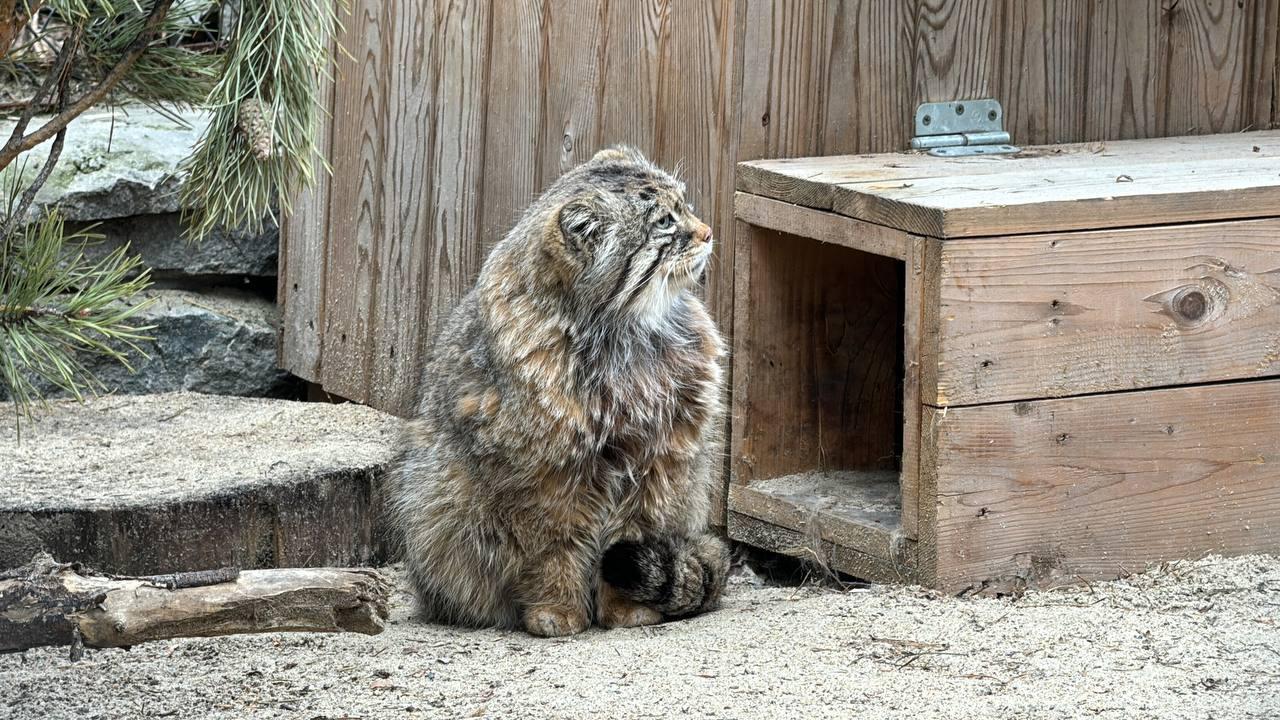 Фото Пушистые и задумчивые: фоторепортаж Дня манула в Новосибирском зоопарке 9