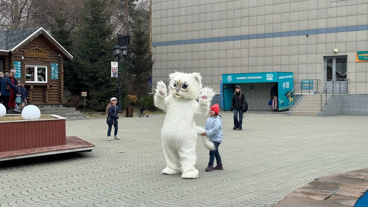 Фото Пушистые и задумчивые: фоторепортаж Дня манула в Новосибирском зоопарке 18