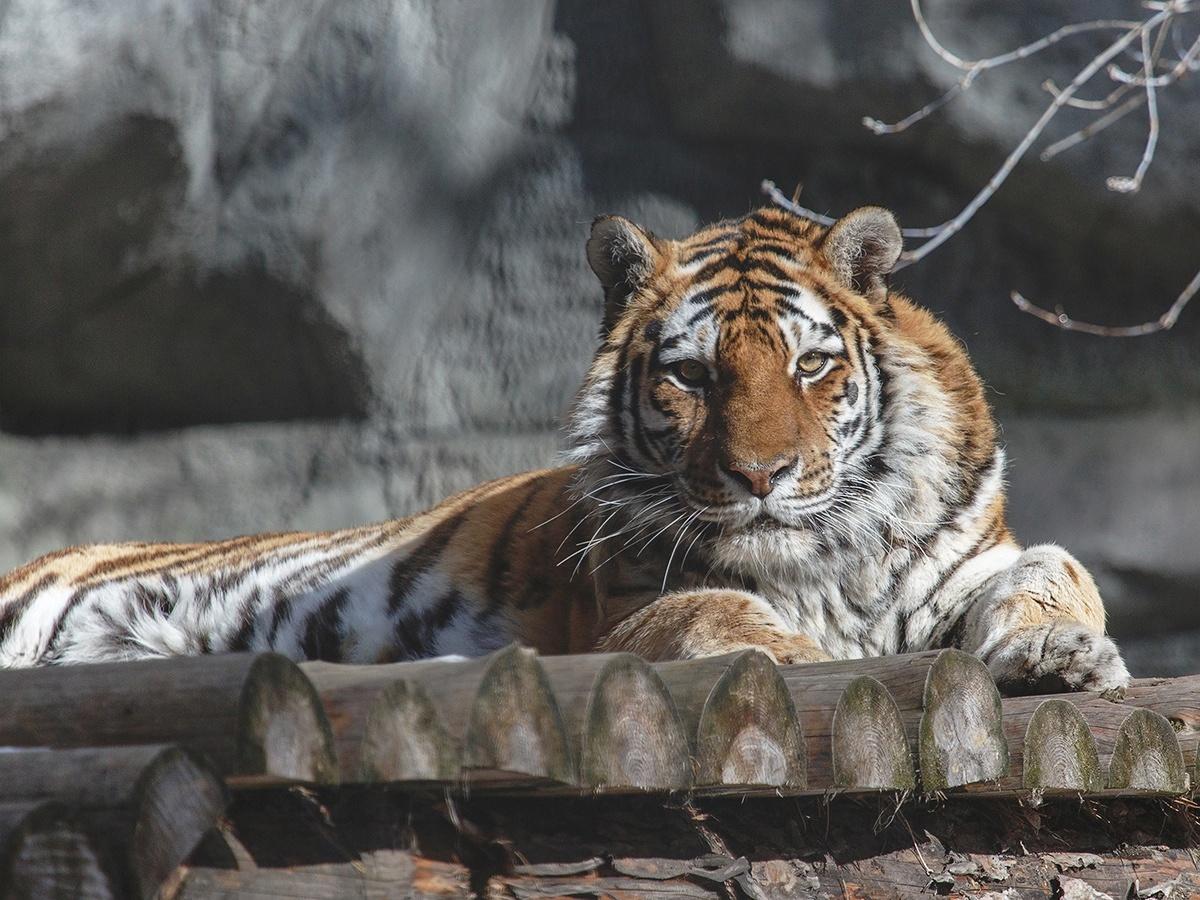 Фото Стеснительные медведи и гордые тигры: 10 милых фото из Новосибирского зоопарка 4