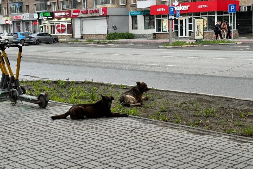 Фото Смертельное ДТП и штраф за укус собаки: главные новости Новосибирской области за 9 апреля 3 - Сиб.ФМ Фото Смертельное ДТП и штраф за укус собаки: главные новости Новосибирской области за 9 апреля 3