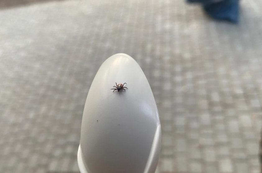 Фото Смертельное ДТП и укусы клещей: главные новости Новосибирской области за 12 апреля 4 - Сиб.ФМ Фото Смертельное ДТП и укусы клещей: главные новости Новосибирской области за 12 апреля 4