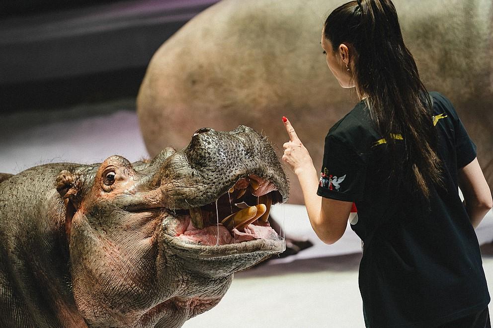 Фото В Новосибирске прошла открытая репетиция удивительного циркового шоу «Песчаная сказка» 5 - Сиб.ФМ Фото В Новосибирске прошла открытая репетиция удивительного циркового шоу «Песчаная сказка» 5