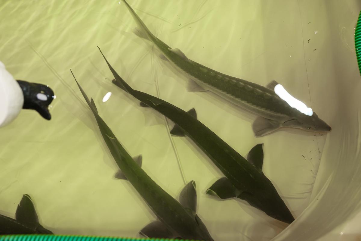 Фото От стрельбы из лука и квадроциклов до пивного рекорда: чем удивила выставка «Активный отдых» в Новосибирске - 30 ярких фото 29