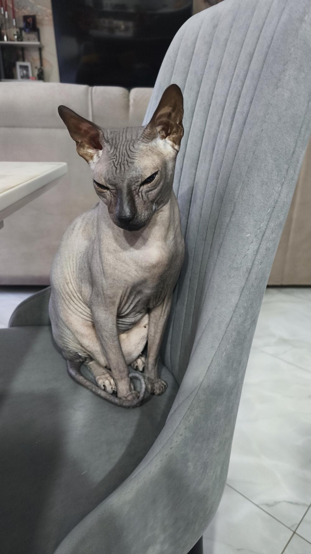 Фото Голые всегда: опубликованы кадры смешных, милых и злых котов-сфинксов – 25 фото 21