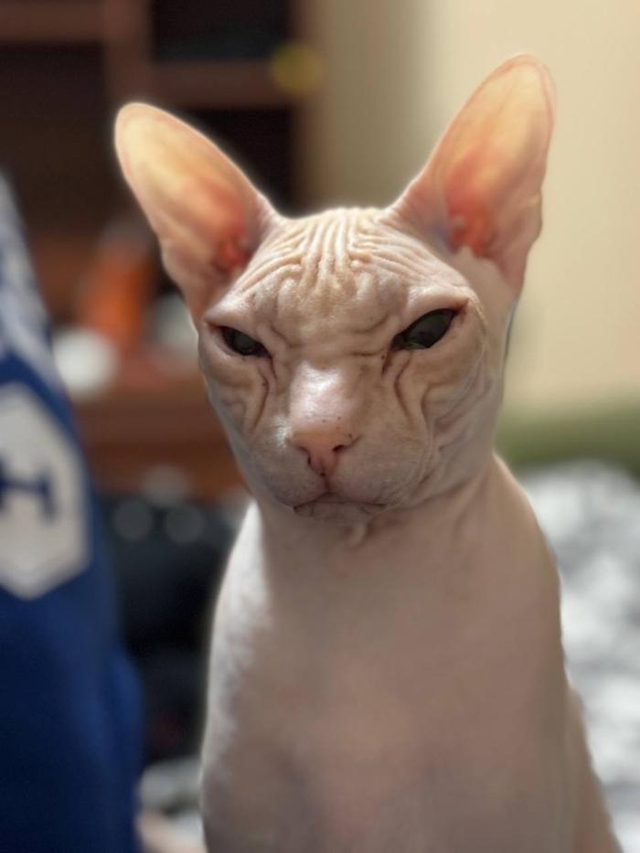 Фото Голые всегда: опубликованы кадры смешных, милых и злых котов-сфинксов – 25 фото 18