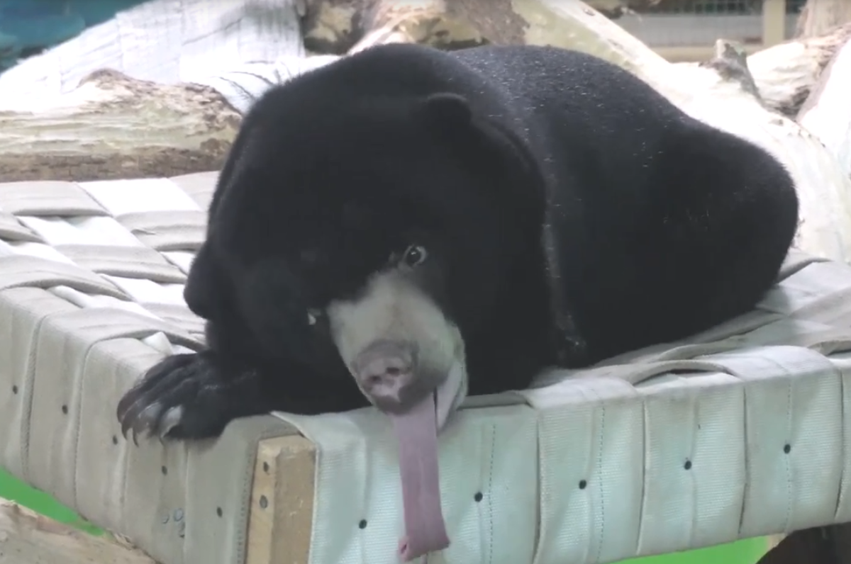 Фото В Новосибирском зоопарке малайская медведица похвасталась своим длинным языком 2