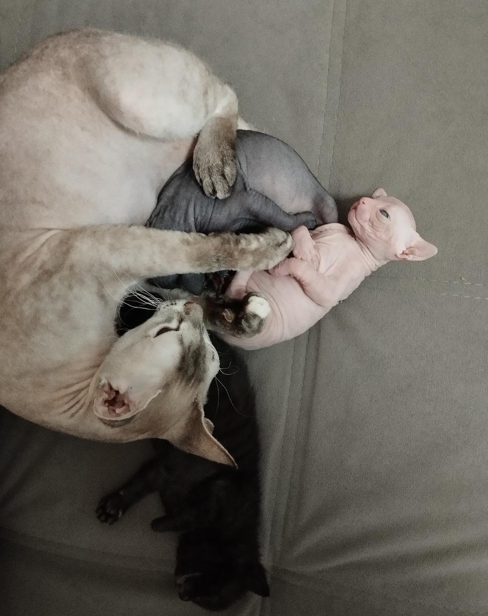 Фото Голые всегда: опубликованы кадры смешных, милых и злых котов-сфинксов – 25 фото 15