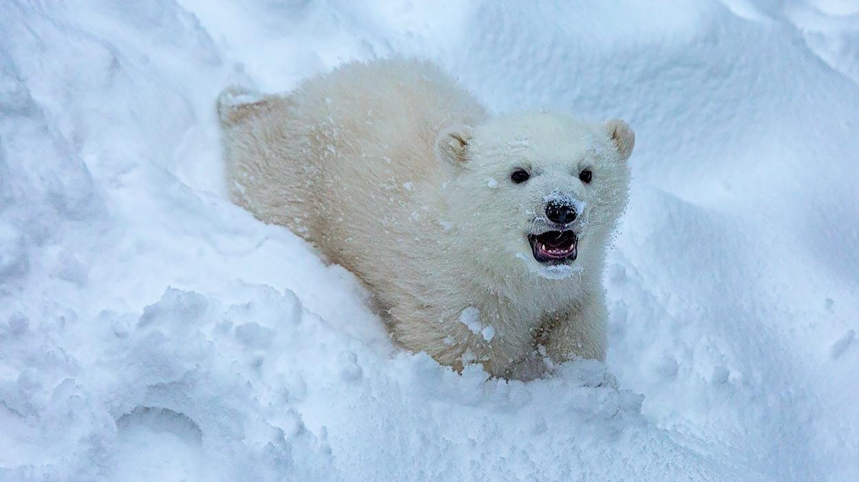 Фото В Новосибирске опубликовали яркие кадры обитателей зоопарка 2