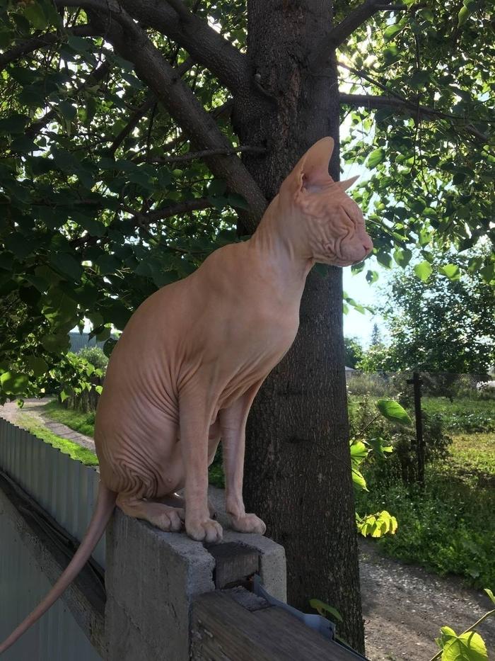 Фото Голые всегда: опубликованы кадры смешных, милых и злых котов-сфинксов – 25 фото 20