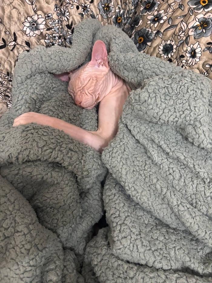 Фото Голые всегда: опубликованы кадры смешных, милых и злых котов-сфинксов – 25 фото 26