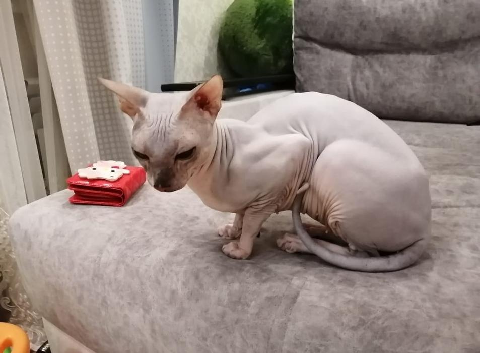 Фото Голые всегда: опубликованы кадры смешных, милых и злых котов-сфинксов – 25 фото 25